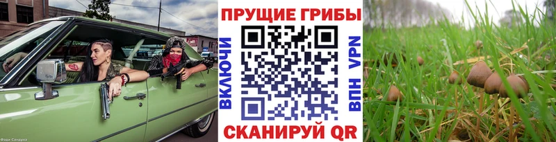 Галлюциногенные грибы Psilocybe  Купить  Суворов 